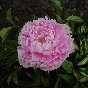 Paeonia 'Sarah Bernhardt'