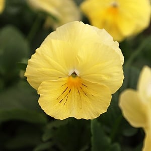 Pansy Colossus 'Lemon Shades'