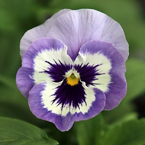 Pansy Colossus 'Marina'