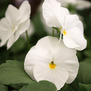 Pansy Colossus 'White'
