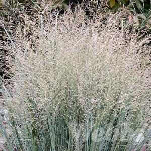 Panicum virgatum 'Heavy Metal'