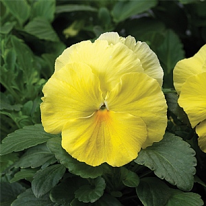 Pansy 'Lemon Shades'