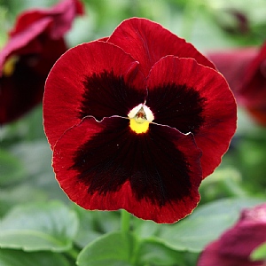Pansy Matrix 'Red Blotch'
