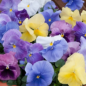 Pansy Matrix 'Silhouette'