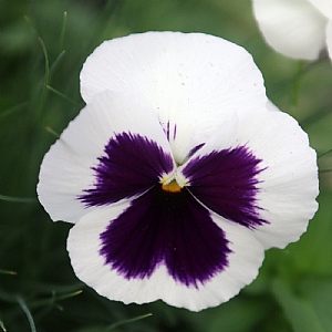 Pansy Matrix 'White Blotch'