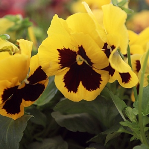 Pansy Matrix 'Yellow Blotch'