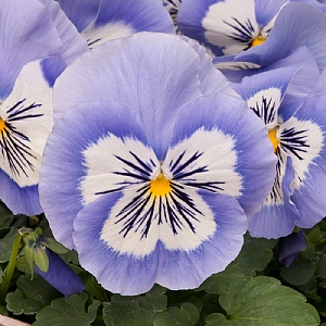 Pansy 'Mystique Blue Whiskers'