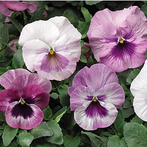 Pansy 'Pink Shades'