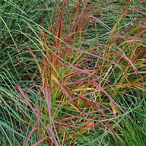 Panicum virgatum 'Rehbraun'