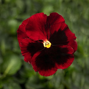Pansy 'Red with Blotch'