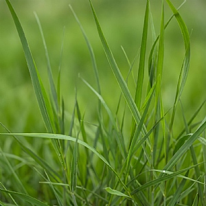 Panicum virgatum 'Straight Cloud'