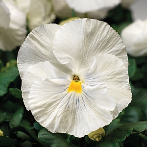 Pansy 'White'