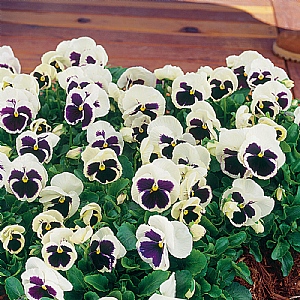 Pansy 'White with Blotch'