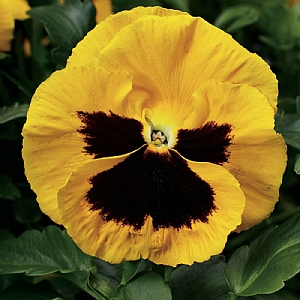 Pansy 'Yellow with Blotch'