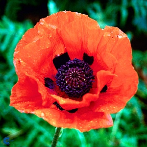 Papaver orientale 'Brilliant' (Oriental Poppy)