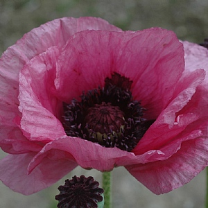 Papaver orientale 'Little Patty's Plum'