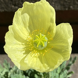 Papaver 'Moondance'