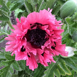 Papaver 'Pink Perfection'