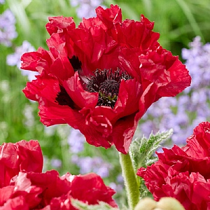 Papaver 'Red Rumble'