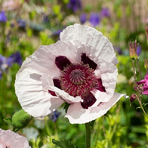 Papaver orientale 'Royal Wedding' (Oriental Poppy)