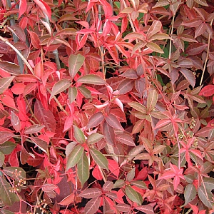 Parthenocissus henryana