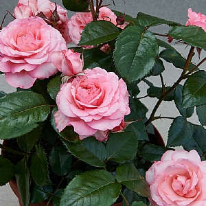 Patio Rose Kelley Hit Rose