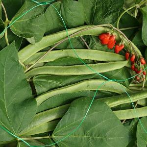 Smart Garden Pea & Bean Netting - Various Sizes