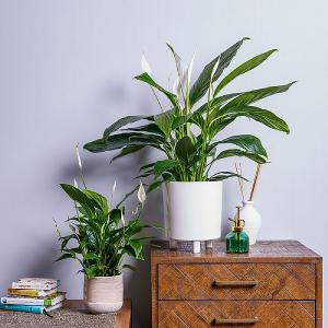 Peace Lily (Spathiphyllum)