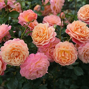 'Peach Melba' Climbing Rose