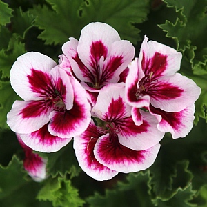 Pelargonium Candy Flowers Violet