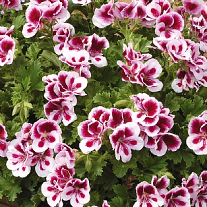Pelargonium Candy Flowers 'Bicolor'