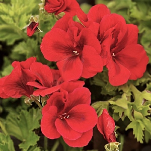 Pelargonium Candy Flowers 'Bright Red'