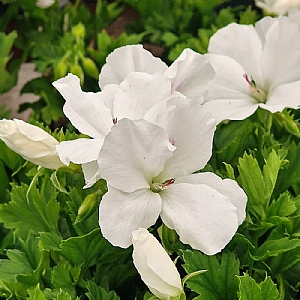 Pelargonium Candy Flowers 'White'