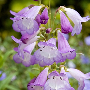Penstemon 'Alice Hindley'