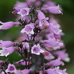 Penstemon 'Dakota Burgundy'