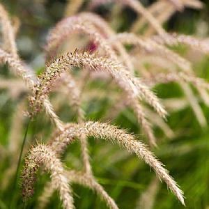Pennisetum alopecuroides 'Fairy Tails'