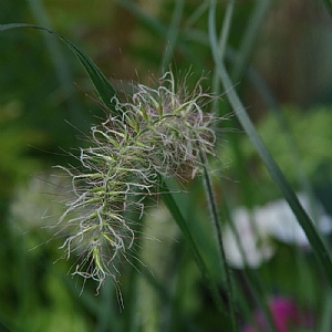 Pennisetum alopecuroides 'Foxtrot'