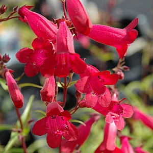 Penstemon 'Garnet'