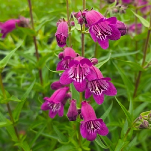 Penstemon 'Harlequin Violet'