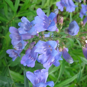 Penstemon 'Heavenly Blue'