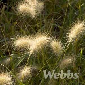 Pennisetum alopecuroides 'Little Bunny'