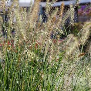 Pennisetum alopecuroides 'Hameln'