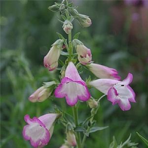 Penstemon 'Pensham Laura'