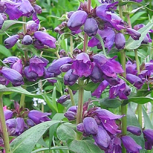 Penstemon 'Purple Passion'