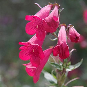 Penstemon 'Quartz Red'
