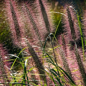 Pennisetum alopecuroides 'Redhead'