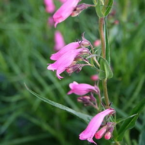 Penstemon 'Evelyn'