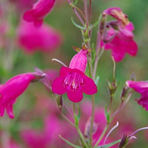 Penstemon 'Firebird'