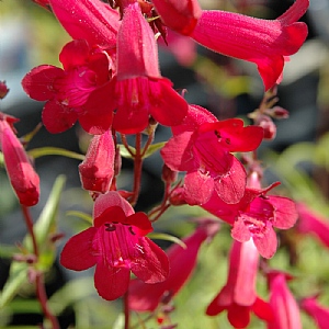 Penstemon Garnet