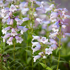 Penstemon 'Sour Grapes'